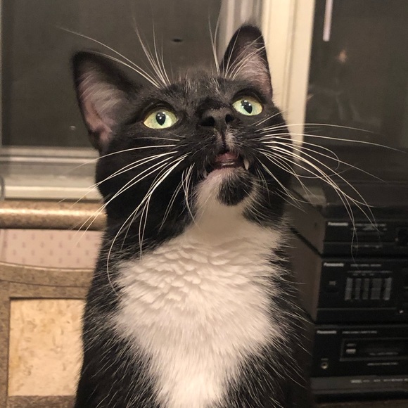 Meet your Posher, Emily - Picture 1 of 1